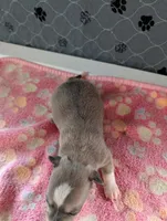 Emma, a female Chihuahua for sale in Marion, VA – 4 of 7