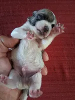 Mason, a male Chihuahua for sale in Marion, VA – 3 of 3