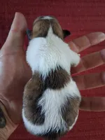 Mason, a male Chihuahua for sale in Marion, VA – 2 of 3