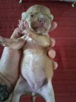 Mason, a male Chihuahua for sale in Marion, VA – 6 of 6
