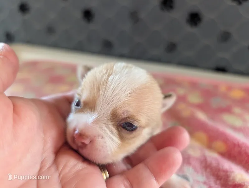 Freddie – Chihuahua puppy for sale in Marion, VA