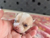 Freddie, a male Chihuahua for sale in Marion, VA – 1 of 3