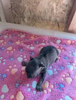 Max, a male Chihuahua for sale in Marion, VA – 6 of 6
