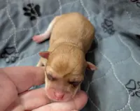 Maci, a female Chihuahua for sale in Marion, VA – Photo 1 of 3