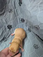 Maci, a female Chihuahua for sale in Marion, VA – Photo 3 of 3