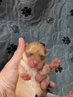 Maci, a female Chihuahua for sale in Marion, VA – Photo 2 of 3