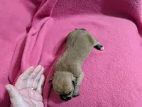 Xabier, a male Chihuahua for sale in Marion, VA – Photo 2 of 3