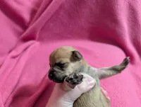 Xabier, a male Chihuahua for sale in Marion, VA – Photo 3 of 3