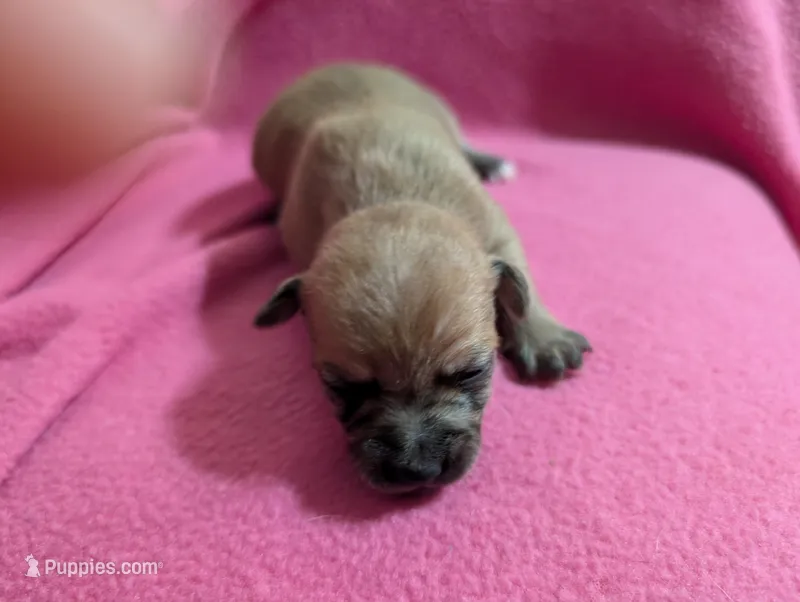 Xabier – Chihuahua puppy for sale in Marion, VA
