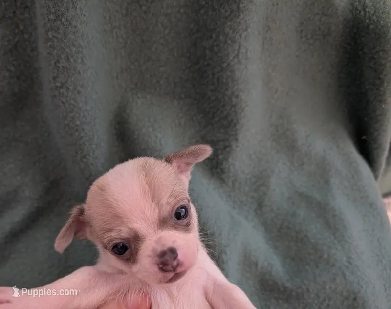 Danielle – Chihuahua puppy for sale in Marion, VA