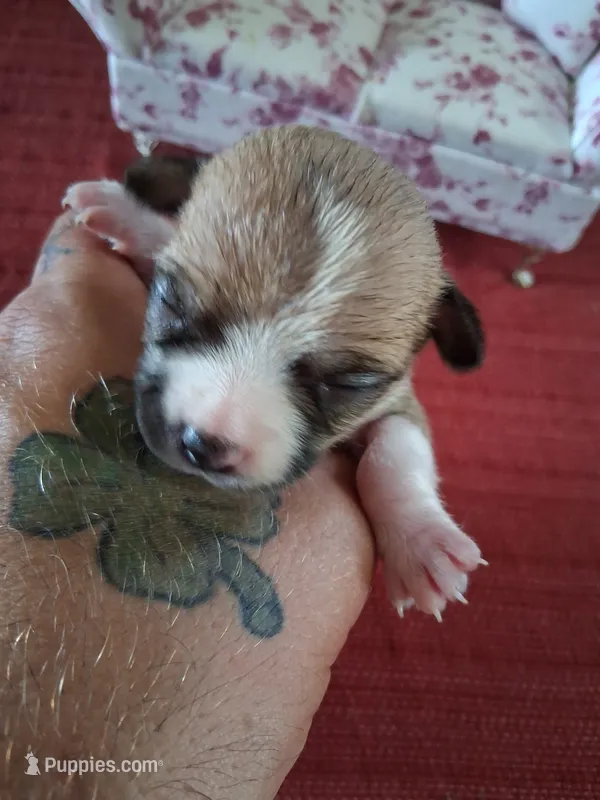 Mason – Chihuahua puppy for sale in Marion, VA