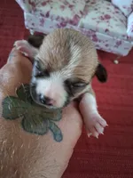 Mason, a male Chihuahua for sale in Marion, VA – 1 of 3