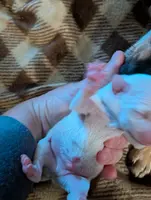 Nate, a male Chihuahua for sale in Marion, VA – Photo 3 of 3