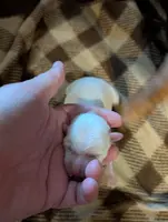 Nate, a male Chihuahua for sale in Marion, VA – Photo 1 of 3