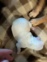 Nate, a male Chihuahua for sale in Marion, VA – Photo 2 of 3