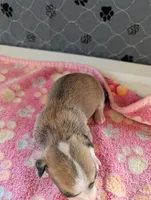 Elliot, a male Chihuahua for sale in Marion, VA – 2 of 4