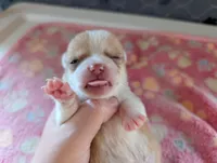 Freddie, a male Chihuahua for sale in Marion, VA – 3 of 3