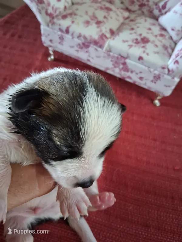 Manuela – Chihuahua puppy for sale in Marion, VA