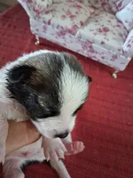 Manuela, a female Chihuahua for sale in Marion, VA – 1 of 3