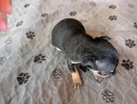 Yima, a male Chihuahua for sale in Marion, VA – Photo 3 of 4