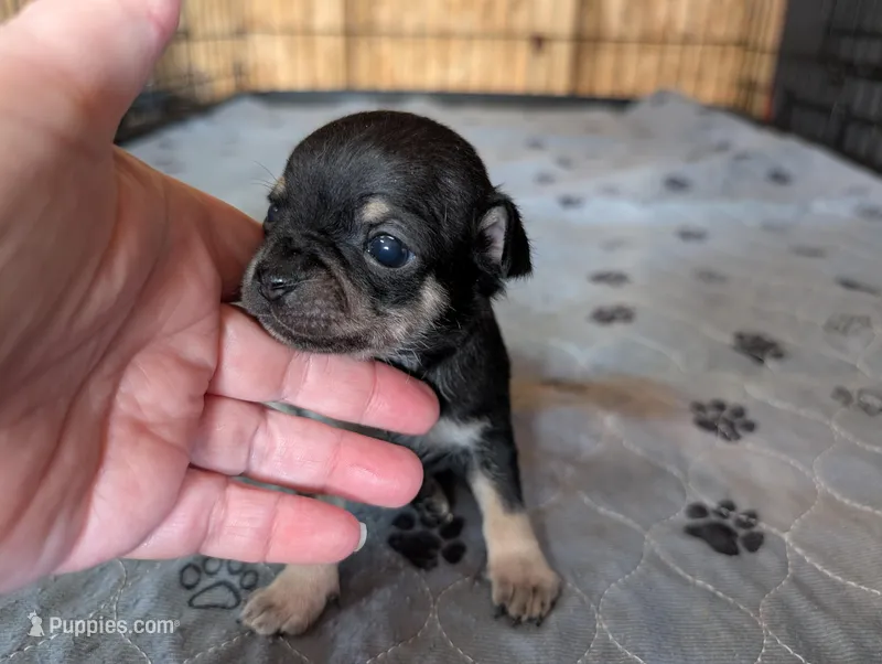 Yima – Chihuahua puppy for sale in Marion, VA