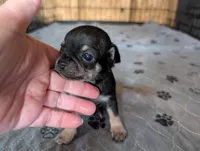 Yima, a male Chihuahua for sale in Marion, VA – Photo 1 of 4