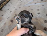 Yima, a male Chihuahua for sale in Marion, VA – Photo 2 of 4