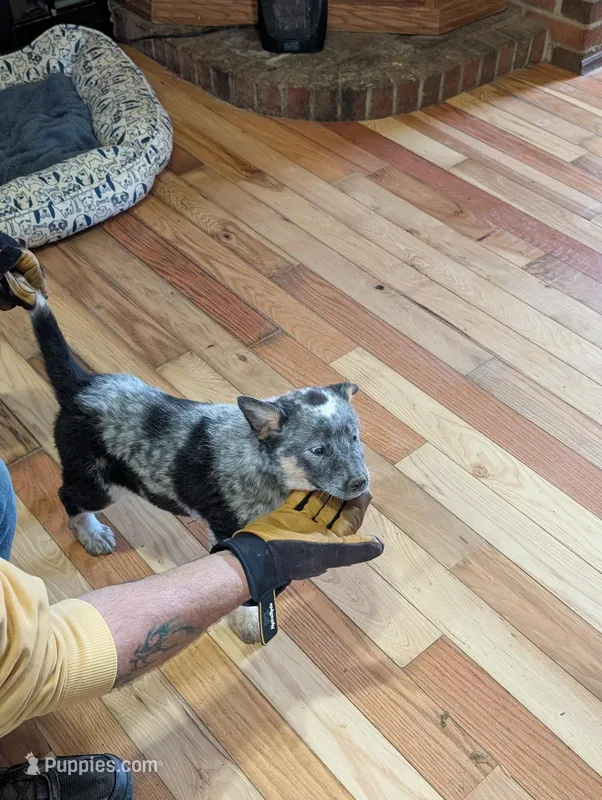 Ele, a female Australian Cattle Dog for sale in Marion, VA – Photo 1 of 3