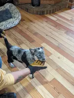 Ele, a female Australian Cattle Dog for sale in Marion, VA – Photo 1 of 3