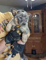 Ele, a female Australian Cattle Dog for sale in Marion, VA – Photo 3 of 3