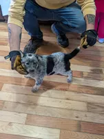Ele, a female Australian Cattle Dog for sale in Marion, VA – Photo 2 of 3