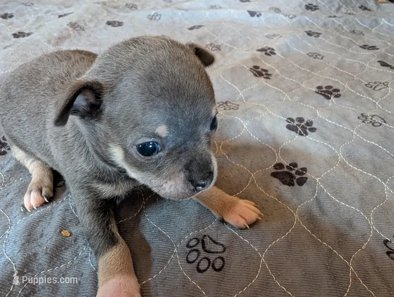 Yuma  – Chihuahua puppy for sale in Marion, VA