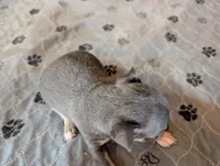 Yuma , a male Chihuahua for sale in Marion, VA – Photo 3 of 3