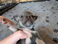 Yuma , a male Chihuahua for sale in Marion, VA – Photo 2 of 3