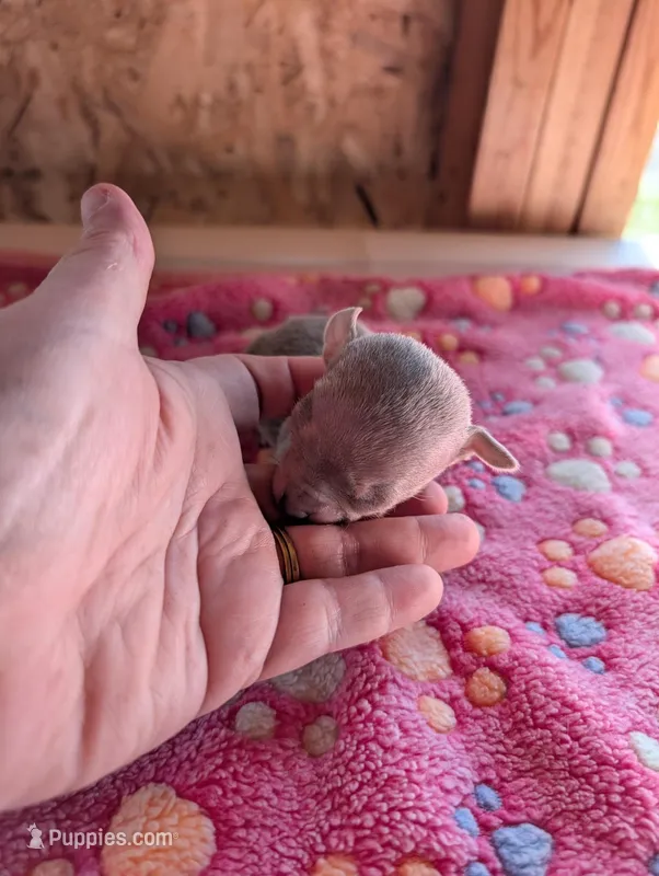 Maddox – Chihuahua puppy for sale in Marion, VA