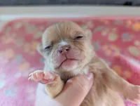 Faith, a female Chihuahua for sale in Marion, VA – 2 of 3