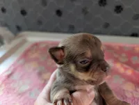 Fletcher, a male Chihuahua for sale in Marion, VA – 2 of 4