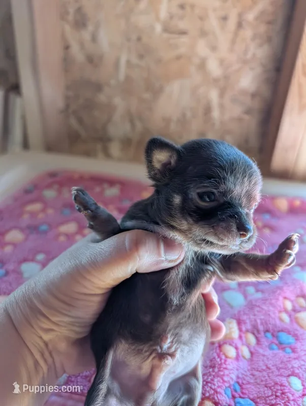 Max – Chihuahua puppy for sale in Marion, VA