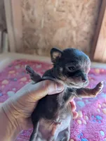 Max, a male Chihuahua for sale in Marion, VA – 1 of 6