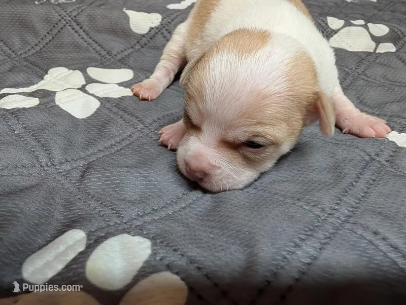 Aimee – Chihuahua puppy for sale in Marion, VA