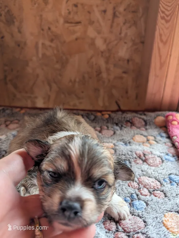 Kellum – Chihuahua puppy for sale in Marion, VA