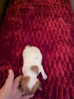 Davi, a male Chihuahua for sale in Marion, VA – 2 of 4