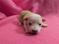 Xyla, a female Chihuahua for sale in Marion, VA – Photo 1 of 3