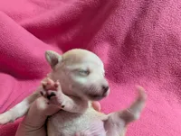 Xyla, a female Chihuahua for sale in Marion, VA – Photo 3 of 3