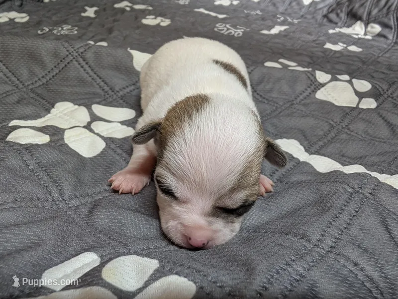 Annie – Chihuahua puppy for sale in Marion, VA