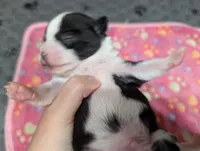 Colton, a male Chihuahua for sale in Marion, VA – 4 of 4