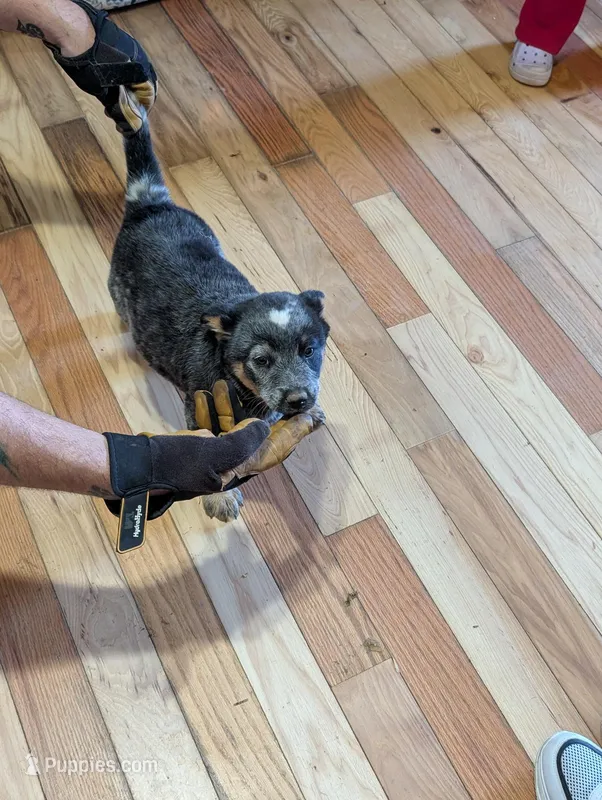 Emily, a female Australian Cattle Dog for sale in Marion, VA – Photo 1 of 4