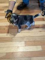 Emily, a female Australian Cattle Dog for sale in Marion, VA – Photo 3 of 4