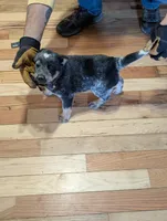 Emily, a female Australian Cattle Dog for sale in Marion, VA – Photo 2 of 4