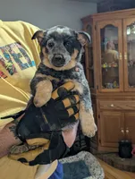 Emily, a female Australian Cattle Dog for sale in Marion, VA – Photo 4 of 4